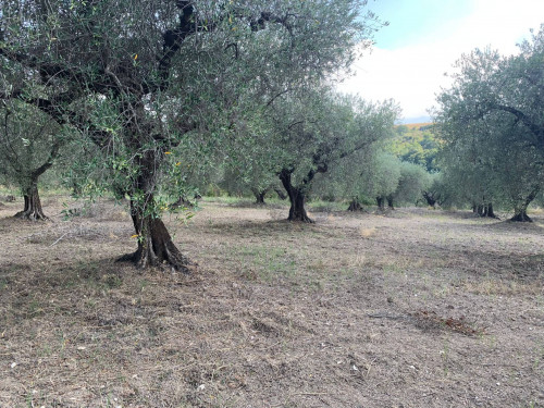 Terreno agricolo in vendita a Marcellina (RM)