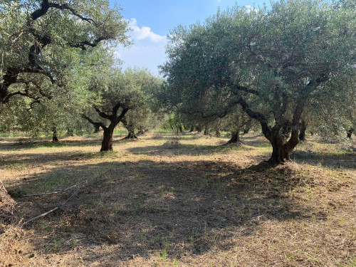 Terreno agricolo in vendita a Marcellina (RM)