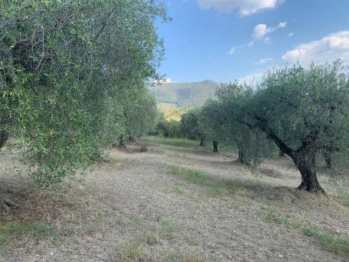 Terreno agricolo in vendita a Marcellina (RM)