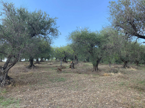 Terreno agricolo in vendita a Marcellina (RM)