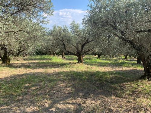 Terreno agricolo in vendita a Marcellina (RM)