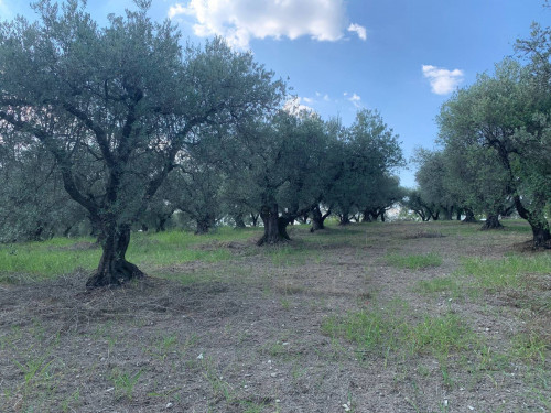 Terreno agricolo in vendita a Marcellina (RM)