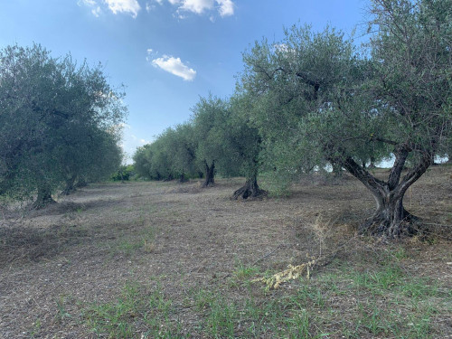 Terreno agricolo in vendita a Marcellina (RM)