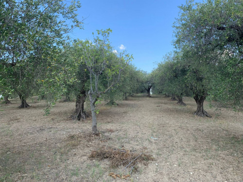 Terreno agricolo in vendita a Marcellina (RM)