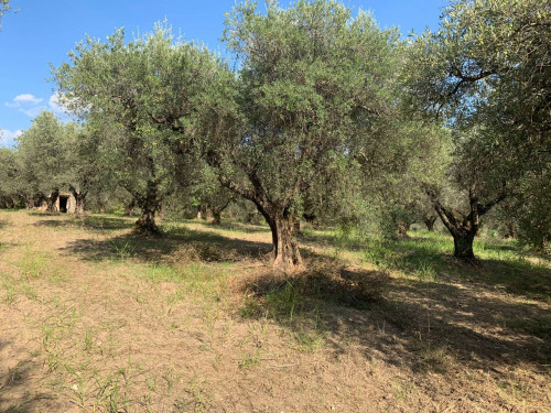 Terreno agricolo in vendita a Marcellina (RM)