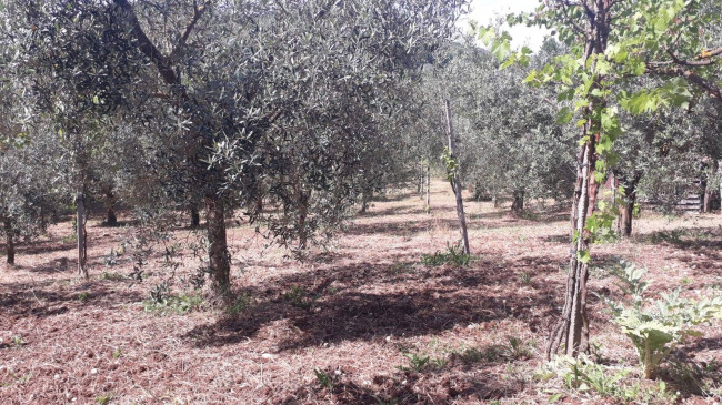 Terreno agricolo in vendita a Montecelio, Guidonia Montecelio (RM)