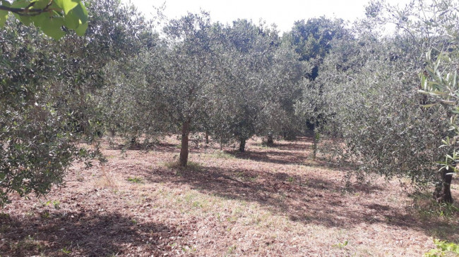 Terreno agricolo in vendita a Montecelio, Guidonia Montecelio (RM)