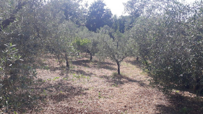 Terreno agricolo in vendita a Montecelio, Guidonia Montecelio (RM)