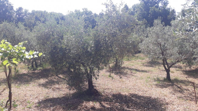 Terreno agricolo in vendita a Montecelio, Guidonia Montecelio (RM)