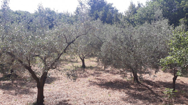 Terreno agricolo in vendita a Montecelio, Guidonia Montecelio (RM)