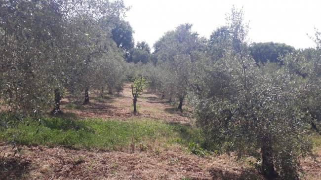 Terreno agricolo in vendita a Montecelio, Guidonia Montecelio (RM)