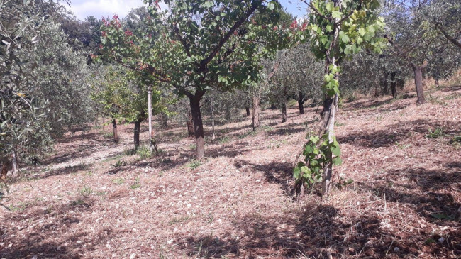 Terreno agricolo in vendita a Montecelio, Guidonia Montecelio (RM)