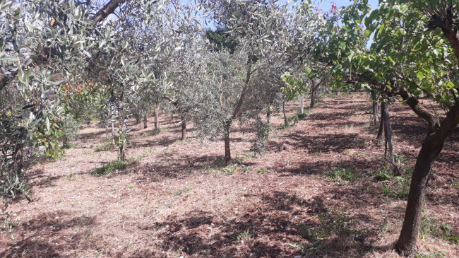 Terreno agricolo in vendita a Montecelio, Guidonia Montecelio (RM)