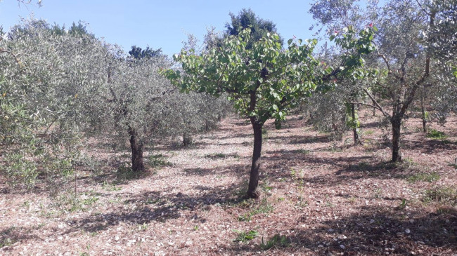 Terreno agricolo in vendita a Montecelio, Guidonia Montecelio (RM)