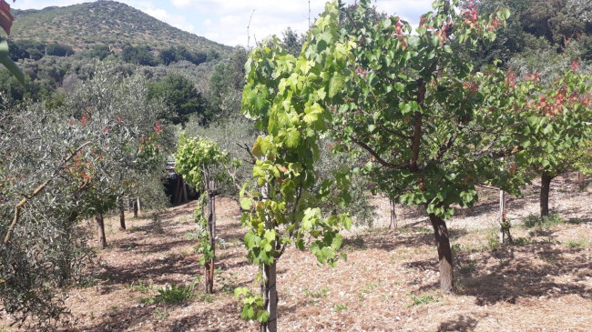 Terreno agricolo in vendita a Montecelio, Guidonia Montecelio (RM)