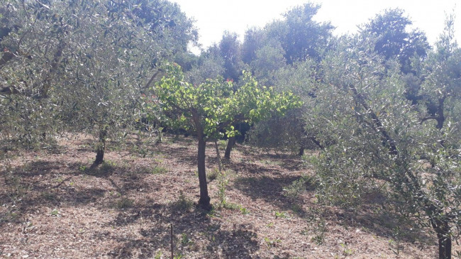 Terreno agricolo in vendita a Montecelio, Guidonia Montecelio (RM)