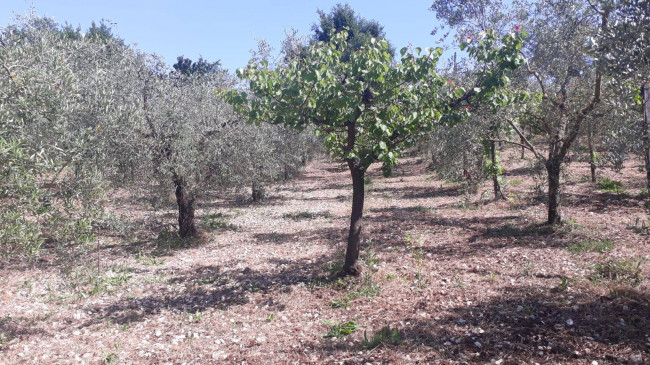 Terreno agricolo in vendita a Montecelio, Guidonia Montecelio (RM)